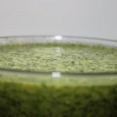Key Lime Chimichurri Sauce