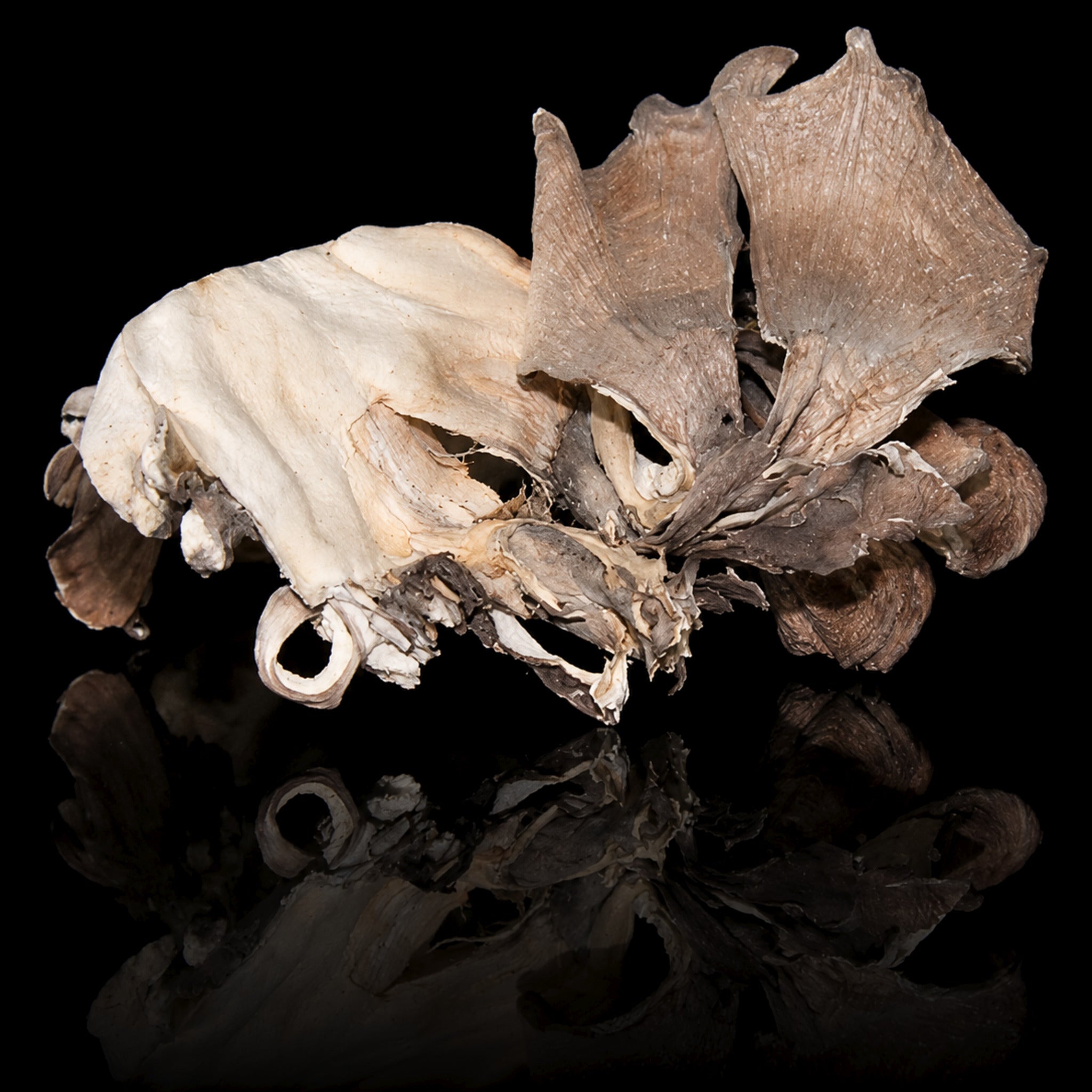 Maitake Mushrooms Dried
