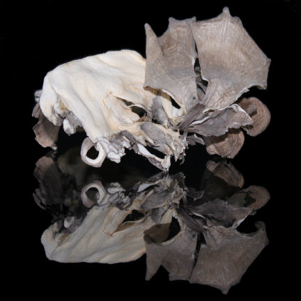 Maitake Mushrooms Dried